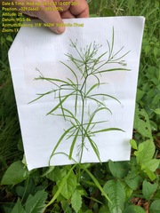 Cynosciadium digitatum