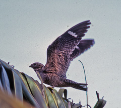 Antillean Nighthawk photo 2