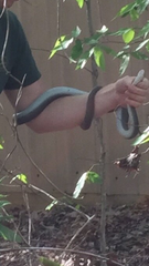 Coluber constrictor latrunculus