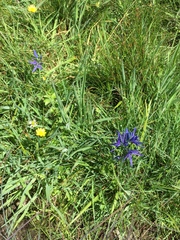 Camassia leichtlinii