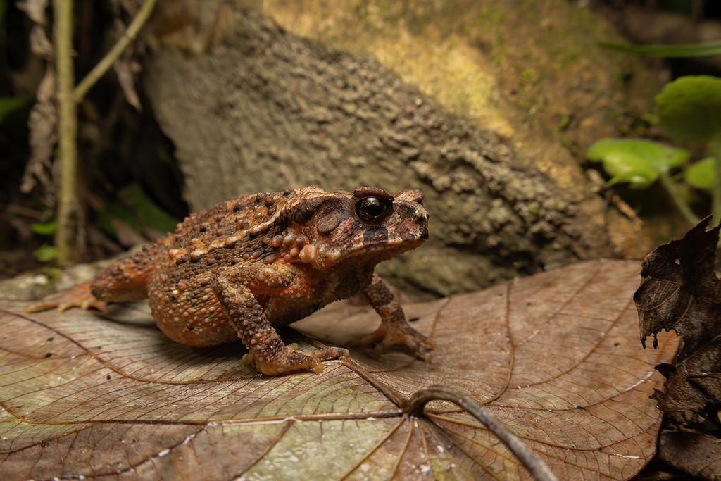 Bony-headed Toad