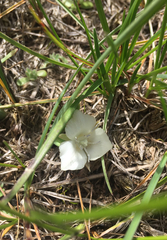 Calochortus minimus