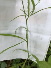 Cynosciadium digitatum