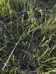 Poa bulbosa
