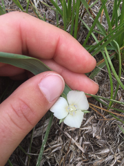 Calochortus minimus