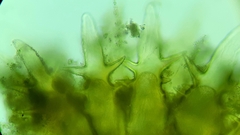 Hydroides elegans image