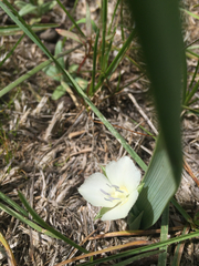Calochortus minimus