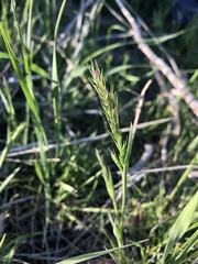 Poa bulbosa