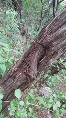 Plestiodon tetragrammus