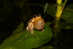 Rio Parahyba Toad photo 3