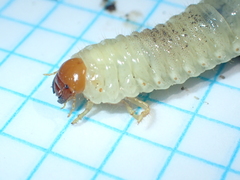 Phyllophaga crinita