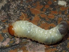 Phyllophaga crinita