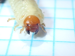 Phyllophaga crinita