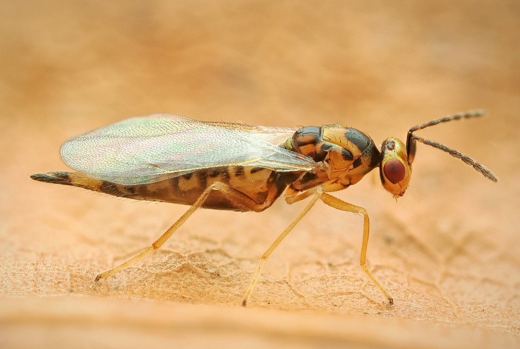 Aprostocetus elongatus