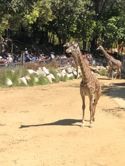 Giraffa