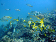 Plectorhinchus polytaenia