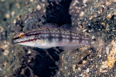 Buan Goby photo 2