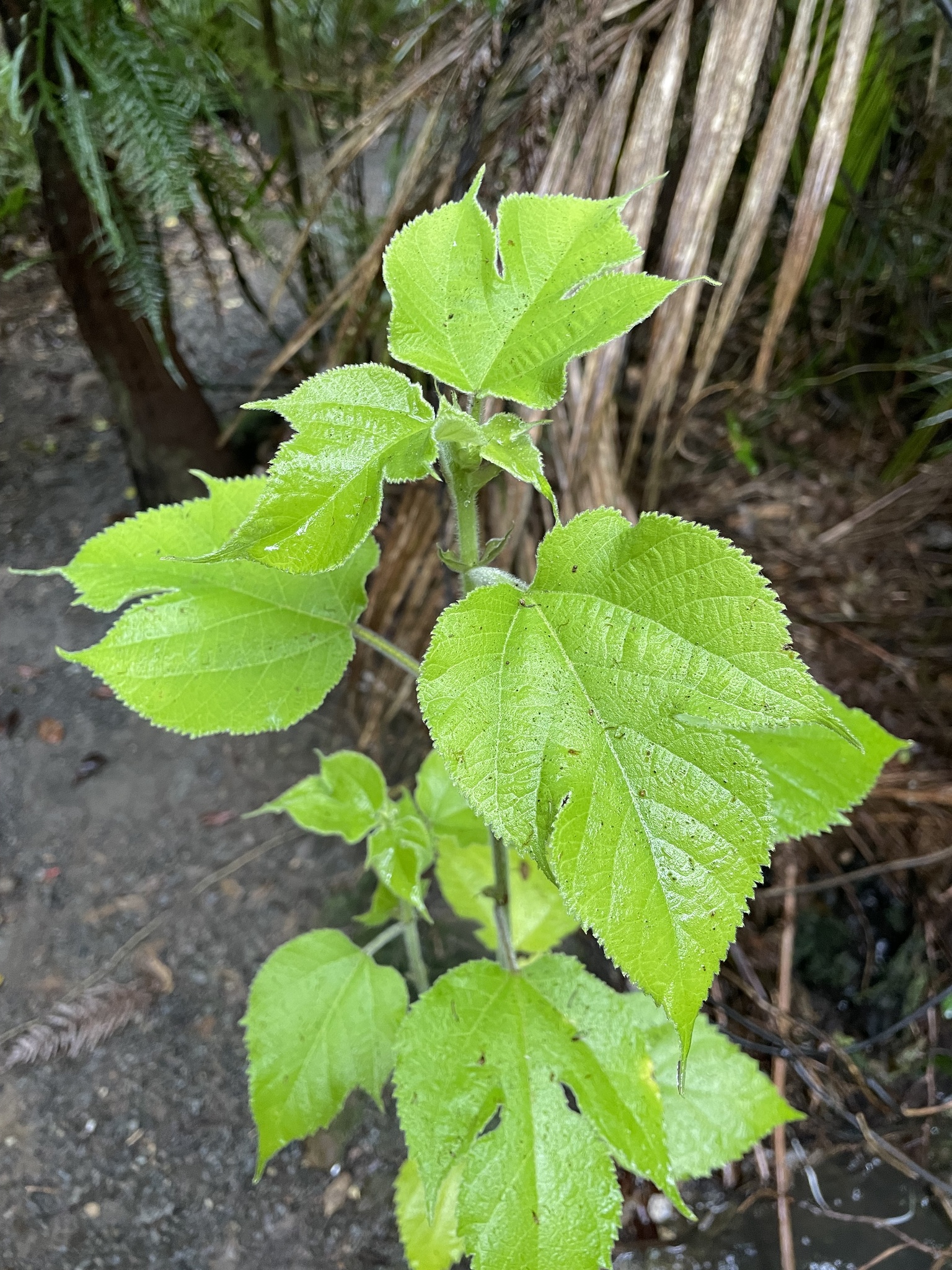 Broussonetia papyrifera — photo 3
