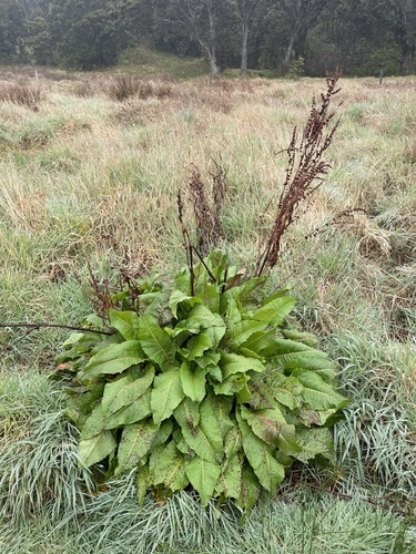 Rumex obtusifolius observed 2024-03-10