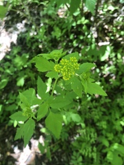 Thaspium trifoliatum