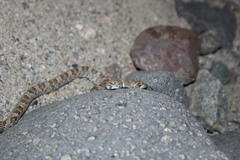 Trimorphodon lyrophanes