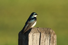 Tachycineta bicolor