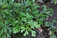 Selaginella lepidophylla