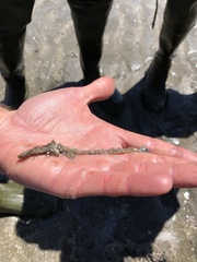 Diopatra cuprea
