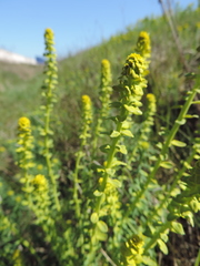Pucciniaceae