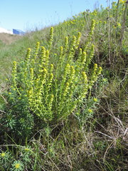 Pucciniaceae