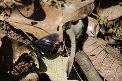 Altinote ozomene nox