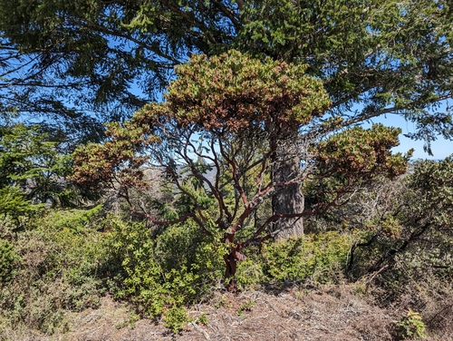 Image of Arctostaphylos virgata by (c) Alexander Wentworth, some rights reserved (CC BY)