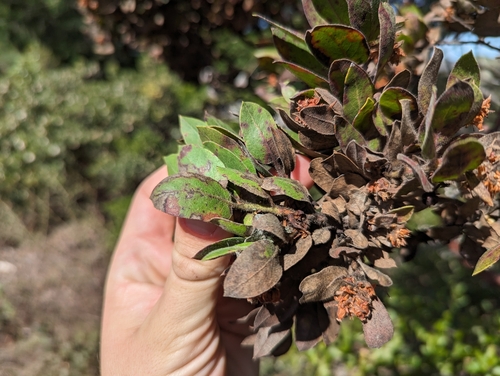 Image of Arctostaphylos virgata by (c) Alexander Wentworth, some rights reserved (CC BY)