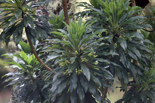 Clermontia pyrularia, 2024-03-06
