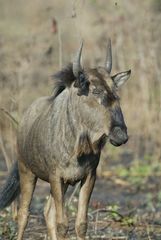 Connochaetes taurinus