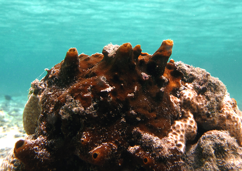 Vagabond Boring Sponge