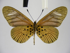 Acraea pelopeia