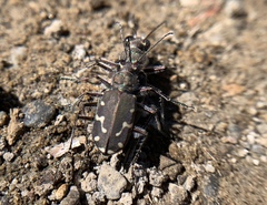 Cicindela oregona oregona