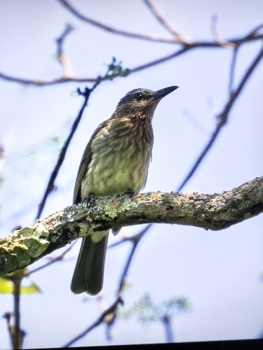 Hypsipetes philippinus observed 2024-03-07