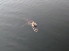 Alligator
