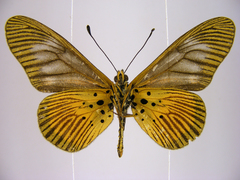 Acraea pelopeia