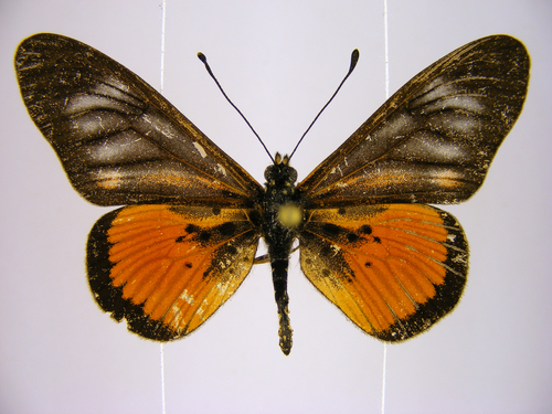 Acraea pelopeia
