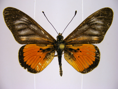 Acraea pelopeia