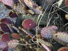 Opuntia santa-rita