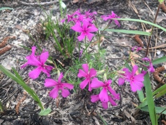 Phlox nivalis texensis