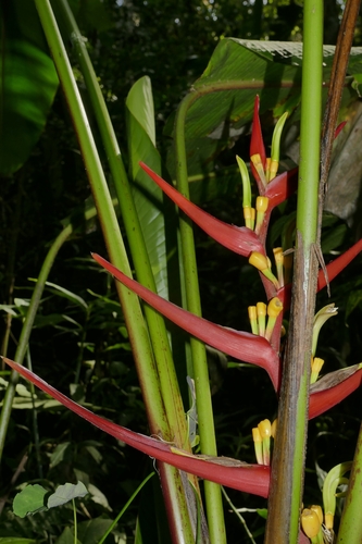 Heliconia burleana, photograph 3