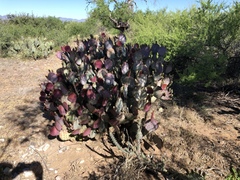 Opuntia santa-rita