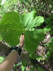 Trillium rugelii