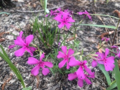 Phlox nivalis texensis