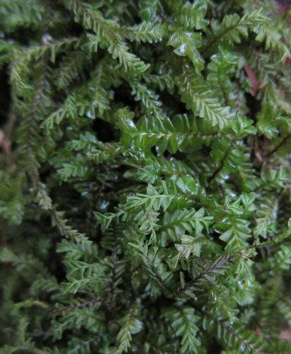 Plagiochila deltoidea